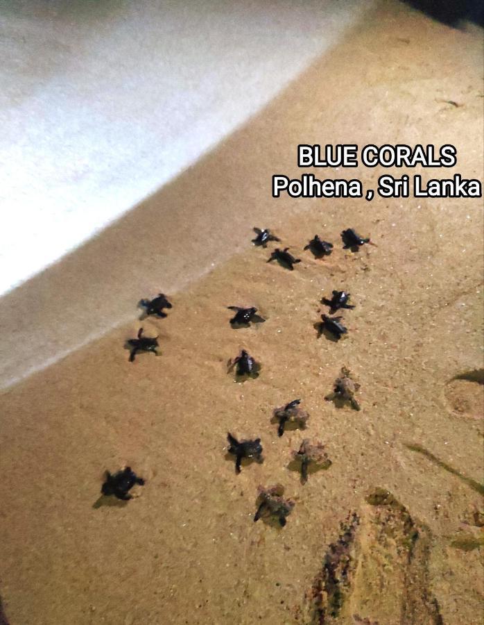 Blue Corals Beach Bungalow Матара Экстерьер фото